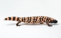 Gila Monster Lizard Standing on White Paper Background Royalty Free Stock Photo