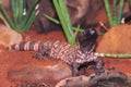 Gila monster Royalty Free Stock Photo