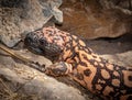 Gila monster Heloderma suspectum venomous lizard native to the southwestern United States Royalty Free Stock Photo