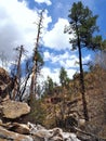 Gila National Forest in New Mexico