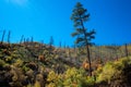 Gila National Forest in New Mexico