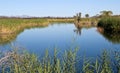 Gila River marsh Royalty Free Stock Photo