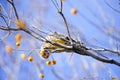 Gila woodpecker Royalty Free Stock Photo