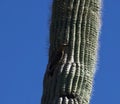 Gila Woodpecker on Saguaro Cactus Royalty Free Stock Photo