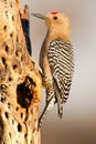 Gila Woodpecker