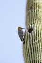 Gila Woodpecker Royalty Free Stock Photo