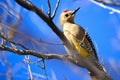 Gila Woodpecker Royalty Free Stock Photo