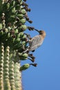 gila woodpecker Royalty Free Stock Photo