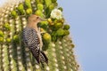 Gila Woodpecker Royalty Free Stock Photo