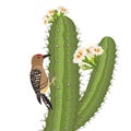 Gila woodpecker bird on saguaro cactus in desert wildlife. Vector Royalty Free Stock Photo