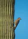 Gila woodpecker clinging to a cactus Royalty Free Stock Photo