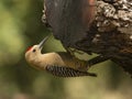 Gila Woodpecker Royalty Free Stock Photo