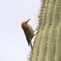 Gila Woodpecker female perched on a saguaro cactus Royalty Free Stock Photo