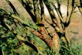 Gila Woodpecker, Melanerpes uropygialis