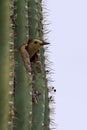 Gila Woodpecker, Melanerpes uropygialis, looking from a nest in a cactus Royalty Free Stock Photo