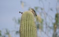 Gila Woodpecker on Saguaro Cactus in Tucson Arizona desert Royalty Free Stock Photo