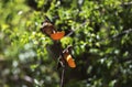 Gila Woodpecker Pair feed on freshly cut orange halves