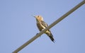 Gila Woodpecker perched on power line, Tucson Arizona desert Royalty Free Stock Photo