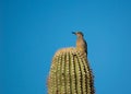 Gila woodpecker perching on a cactus Royalty Free Stock Photo