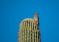 Gila woodpecker perching on a cactus Royalty Free Stock Photo