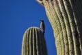 Gila Woodpecker Royalty Free Stock Photo