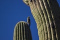 Gila Woodpecker Royalty Free Stock Photo