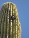 A Gila Woodpecker in a Saguaro Cactus Royalty Free Stock Photo