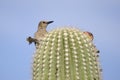 Gila Woodpecker on Saguaro Cactus, Tucson Arizona desert
