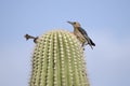 Gila Woodpecker on Saguaro Cactus in Tucson Arizona desert Royalty Free Stock Photo