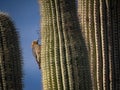 Woodpecker on a Saguaro tree