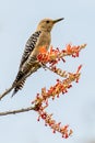 Gila Woodpecker sitting on branch Royalty Free Stock Photo