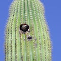 Gila Woodpecker Royalty Free Stock Photo