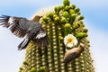 Gila Woodpeckers Royalty Free Stock Photo