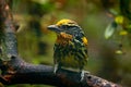 Gilded Barbet, Capito auratus, Ecuador. Yellow toucan from Ecuador. Bird from jungle. Beautiful bird from tropic forest. Exotic an Royalty Free Stock Photo