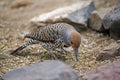 Gilded Flicker, Colaptes chrysoides, foraging on the ground Royalty Free Stock Photo