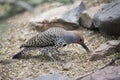 Gilded Flicker, Colaptes chrysoides, foraging on sandy ground Royalty Free Stock Photo