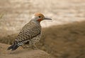 Gilded Flicker, Colaptes chrysoides, in a relaxed pose Royalty Free Stock Photo