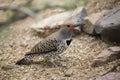 Gilded Flicker, Colaptes chrysoides, relaxing on the ground Royalty Free Stock Photo