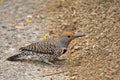 Gilded Flicker, Colaptes chrysoides, resting on the ground