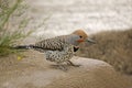 Gilded Flicker, Colaptes chrysoides, resting on a rock Royalty Free Stock Photo