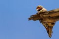 Gilded Flicker woodpecker on dead wood Royalty Free Stock Photo