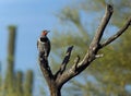 Gilded Flicker Woodpecker Royalty Free Stock Photo