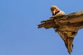 Gilded Flicker woodpecker pecking on dead wood