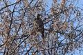 Gilded Flicker (Colaptes chrysoides) Bosque del Apache National Wildlife Refuge, New Mexico,USA Royalty Free Stock Photo