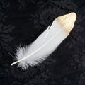 Gilded gold golden and white feather isolated on black lace background Royalty Free Stock Photo