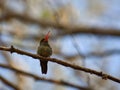 Gilded hummingbird perching on a tree branch in Buenos Aires, Argentina