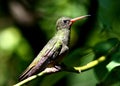 Gilded Hummingbird, Hylocharis chrysura Royalty Free Stock Photo