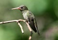 Gilded Hummingbird, Hylocharis chrysura