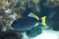 The gilded triggerfish Xanthichthys auromarginatus.