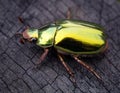 Gilded Wonder: Majestic Golden Beetle Roaming the Enchanted Cloud Forest